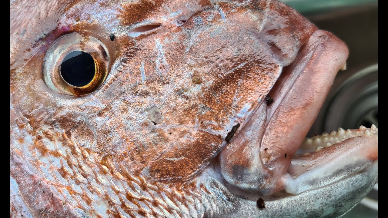 HOW TO SET UP TO CATCH SNAPPER - RIGS, BAITS, RIGGING UP BAITS AND BURLEY - Port Phillip Bay Fishing