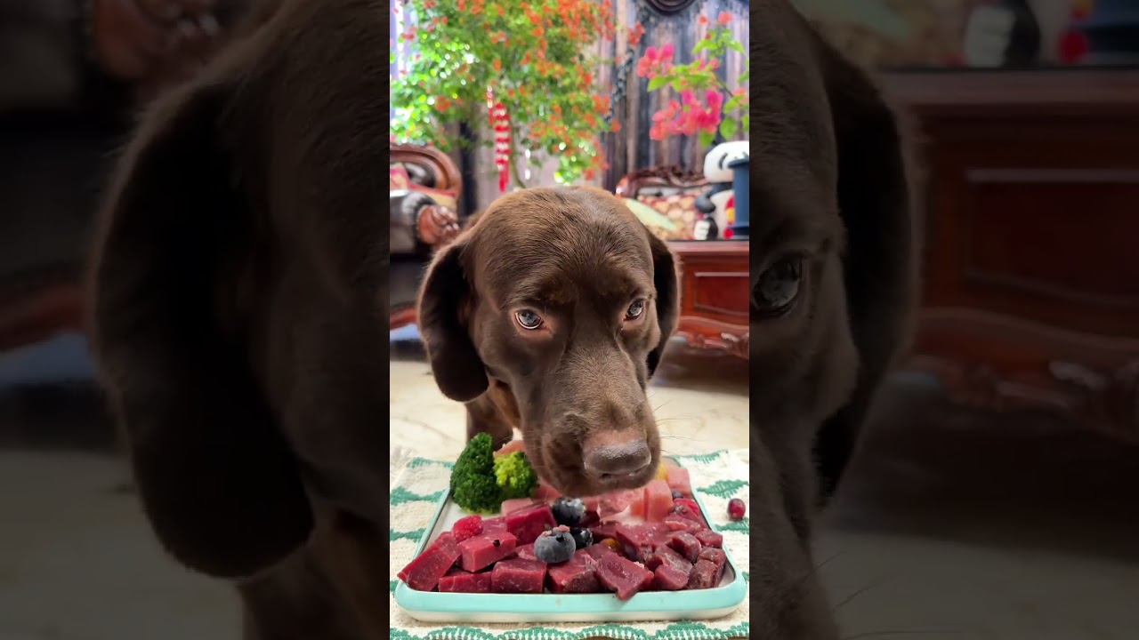 Immersive eating.#dogfooding #dogowner #doglover