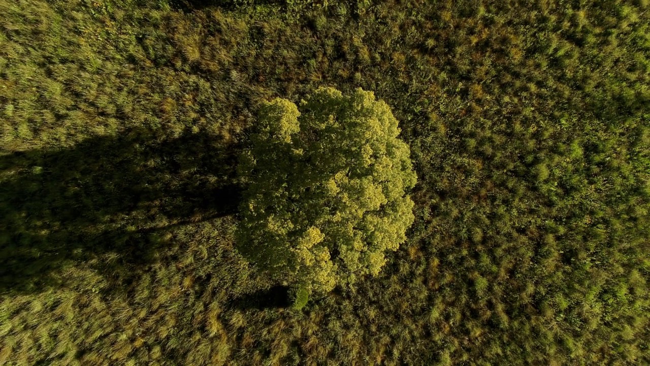 Fink - 'Bloom Innocent' (Official Video)