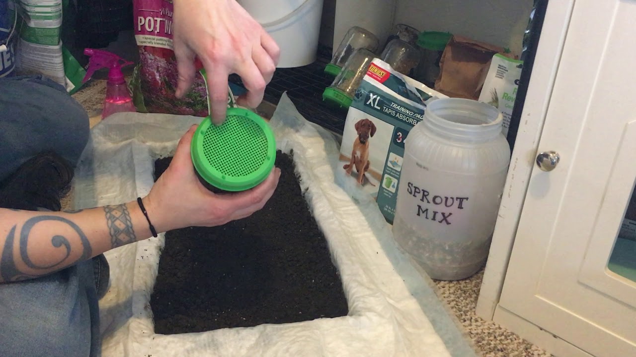 Making a living grass birdcage floor liner