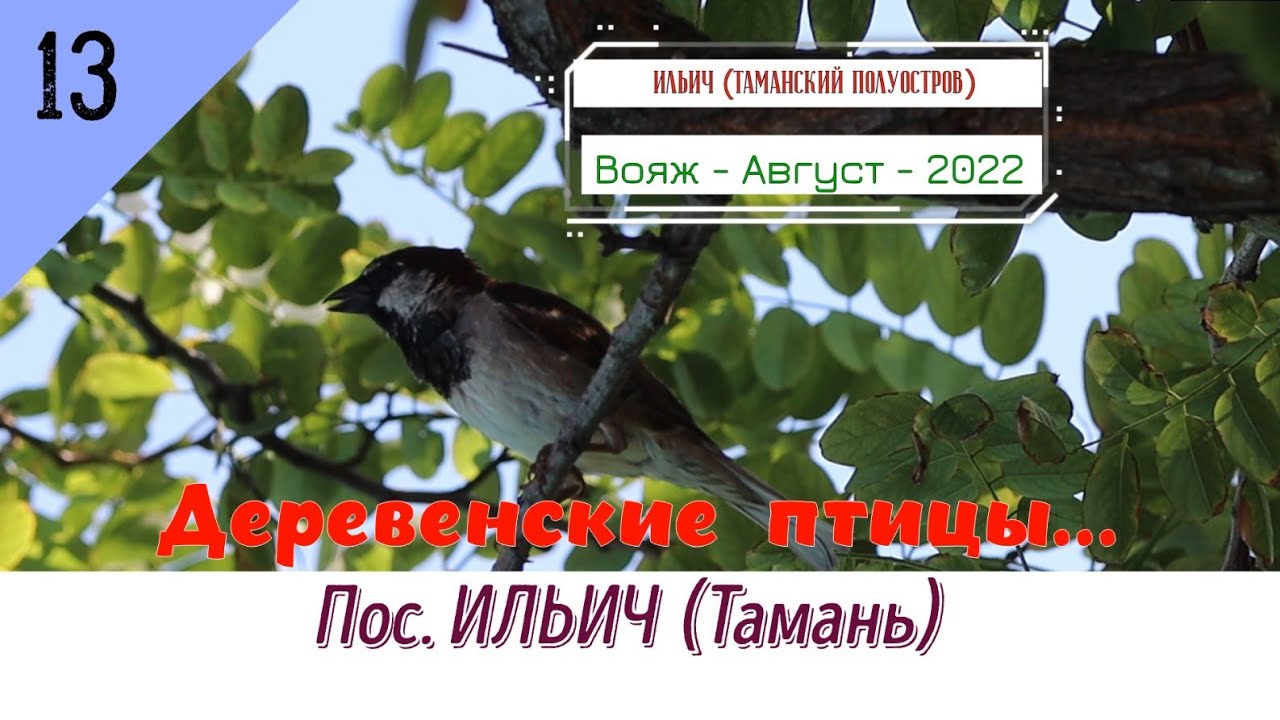 Деревенские ПТИЦЫ (релакс)/#13 -Пос. ИЛЬИЧ (Тамань) -Август -2022