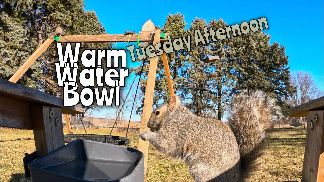 Warm Water Bowl Tuesday Afternoon #squirrels #birds #wildlife #wildlifefeeding #gopro