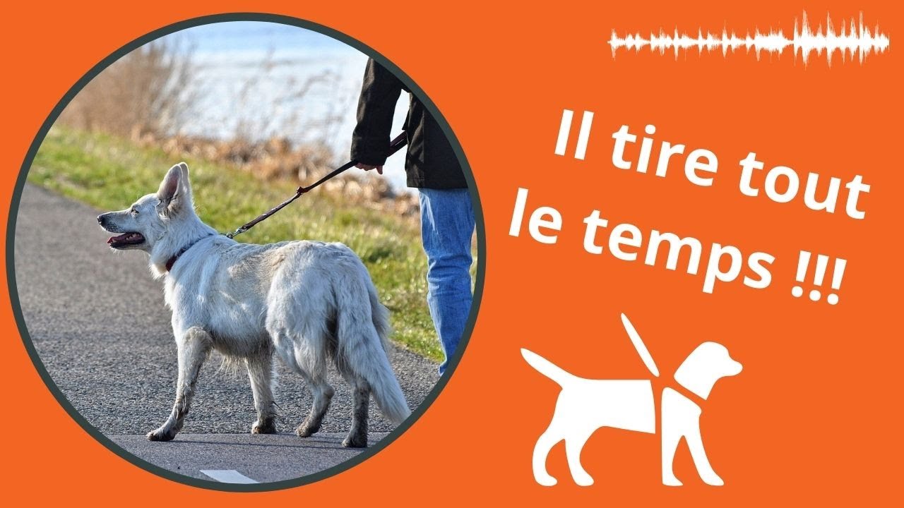 Mon chien tire en laisse : que faire ? (ralenti)