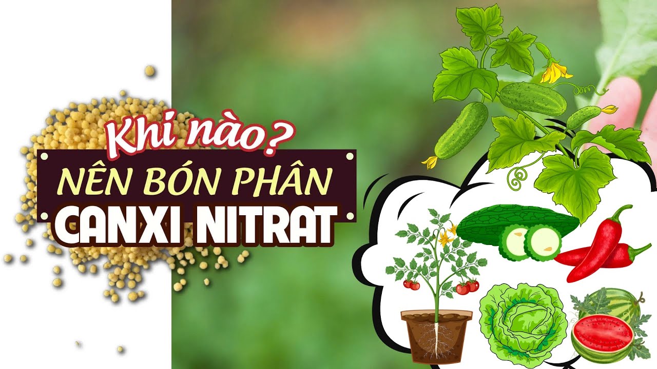 APN - Tìm hiểu về phân Canxi Nitrat | Cứng cây, đậu trái, chống rụng, chống nứt trái