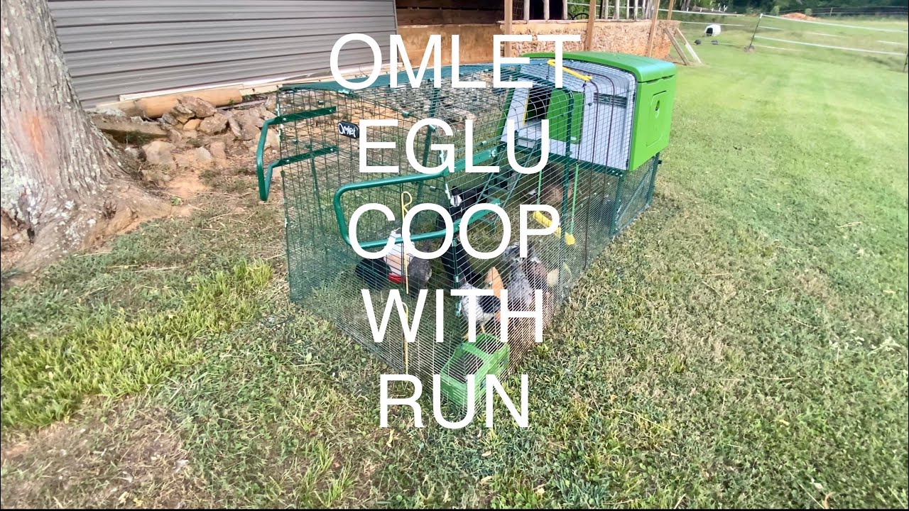 The beginning: Our Omlet Eglu Cube with run
