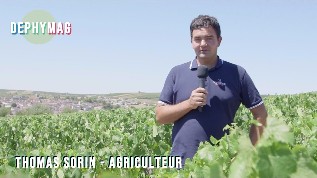 LE DEPHY : Réduire par 3 ses fongicides avec un cépage moins sensible !