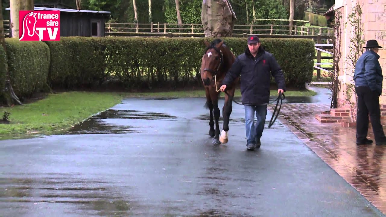 Haras du Quesnay (Anodin, Fuissé, Motivator, Youmzain) - RDE 2015