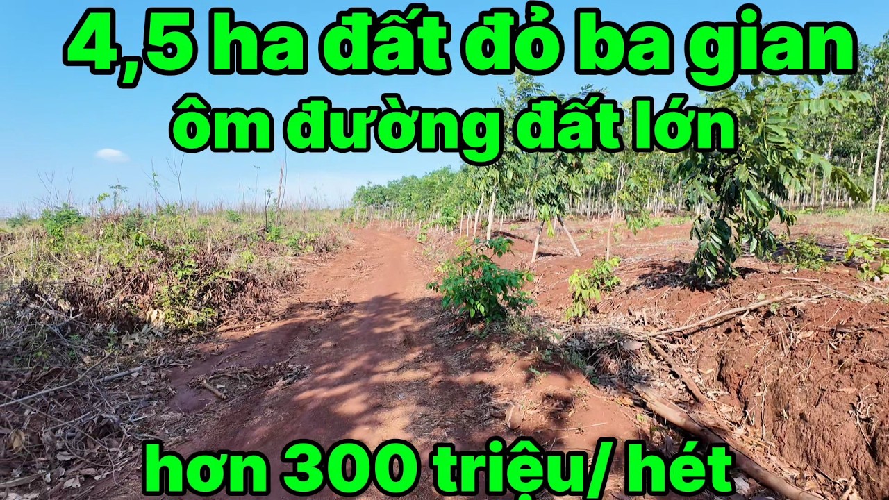 05, khó tin chỉ hơn 300 triệu / hét đất đỏ 3 gian ôm đường tổng 4,5 ha rẻ nhất thị trường hiện nay