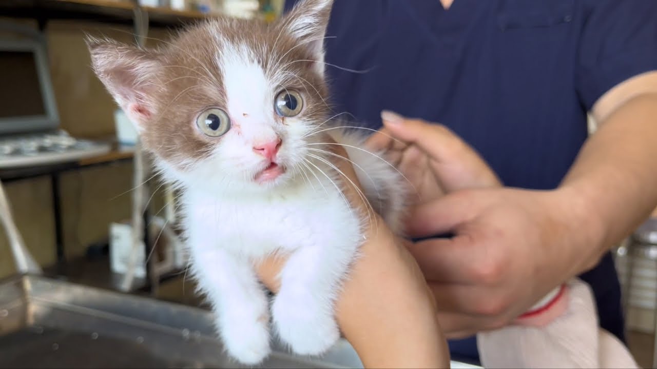障害を負った猫は回復の希望を抱いて医者に連れて行かれた。保護猫2匹の14日目の日記。