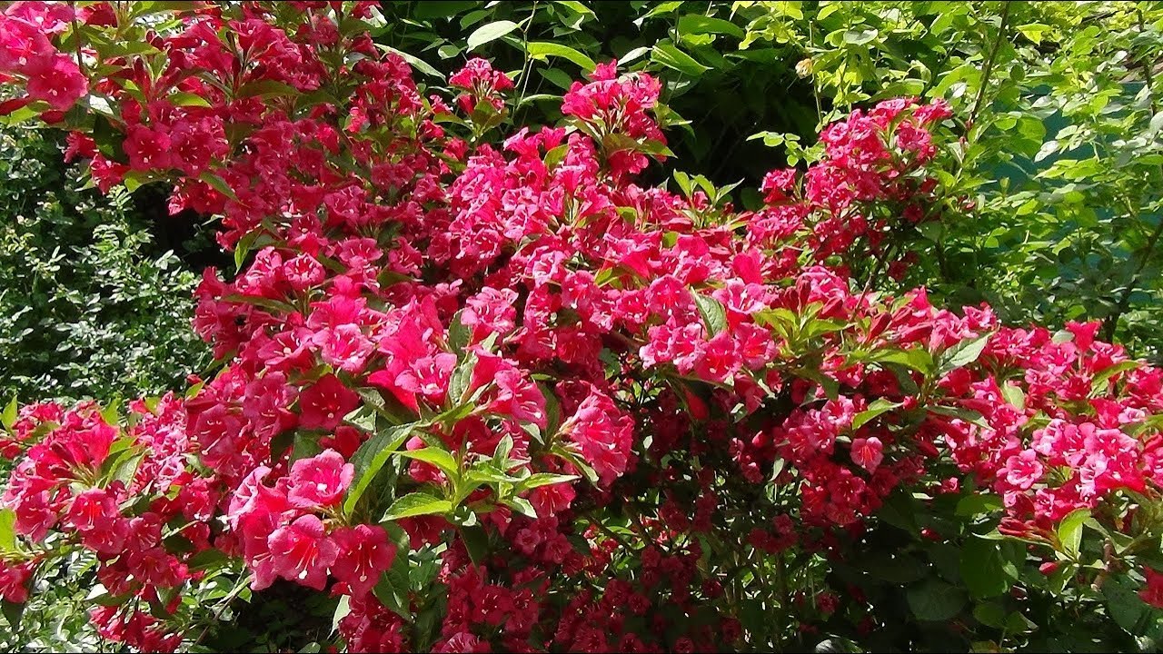 🌺Как Вырастить Красивую Вейгелу.