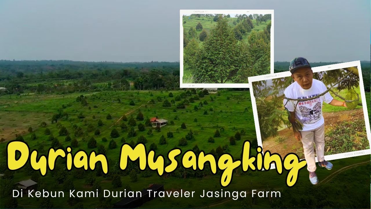 3 Tahun Panen Durian Musangking !!!