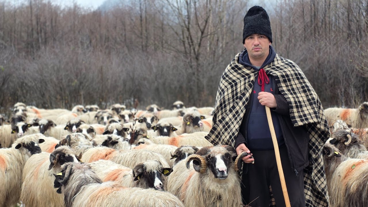 OILE LUI VICTOR PIPAȘ DE LA URIC, JUDEȚUL HUNEDOARA