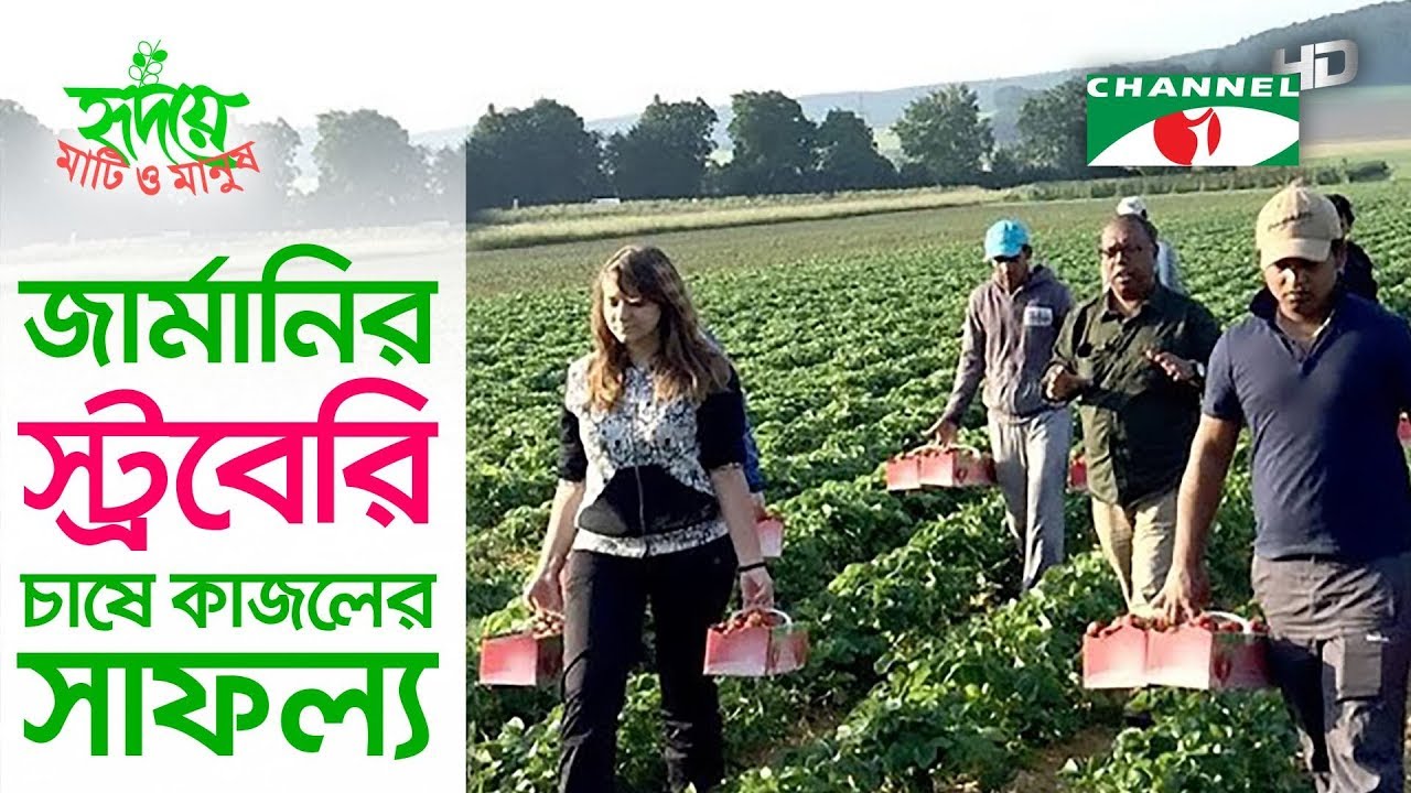 জার্মানিতে স্ট্রবেরি চাষে বাংলাদেশী কৃষকের চমক | Strawberry | Germany | Shykh Seraj | Channel i |