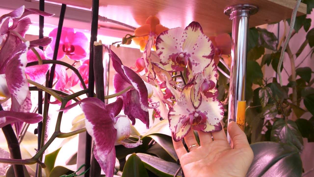 Орхидеи - ВОСТОРГ! Цветение БЛАГОДАРЯ, а НЕ ВОПРЕКИ. Такие БОЛЬШИЕ! Никак НЕ УГОМОНЯТСЯ.