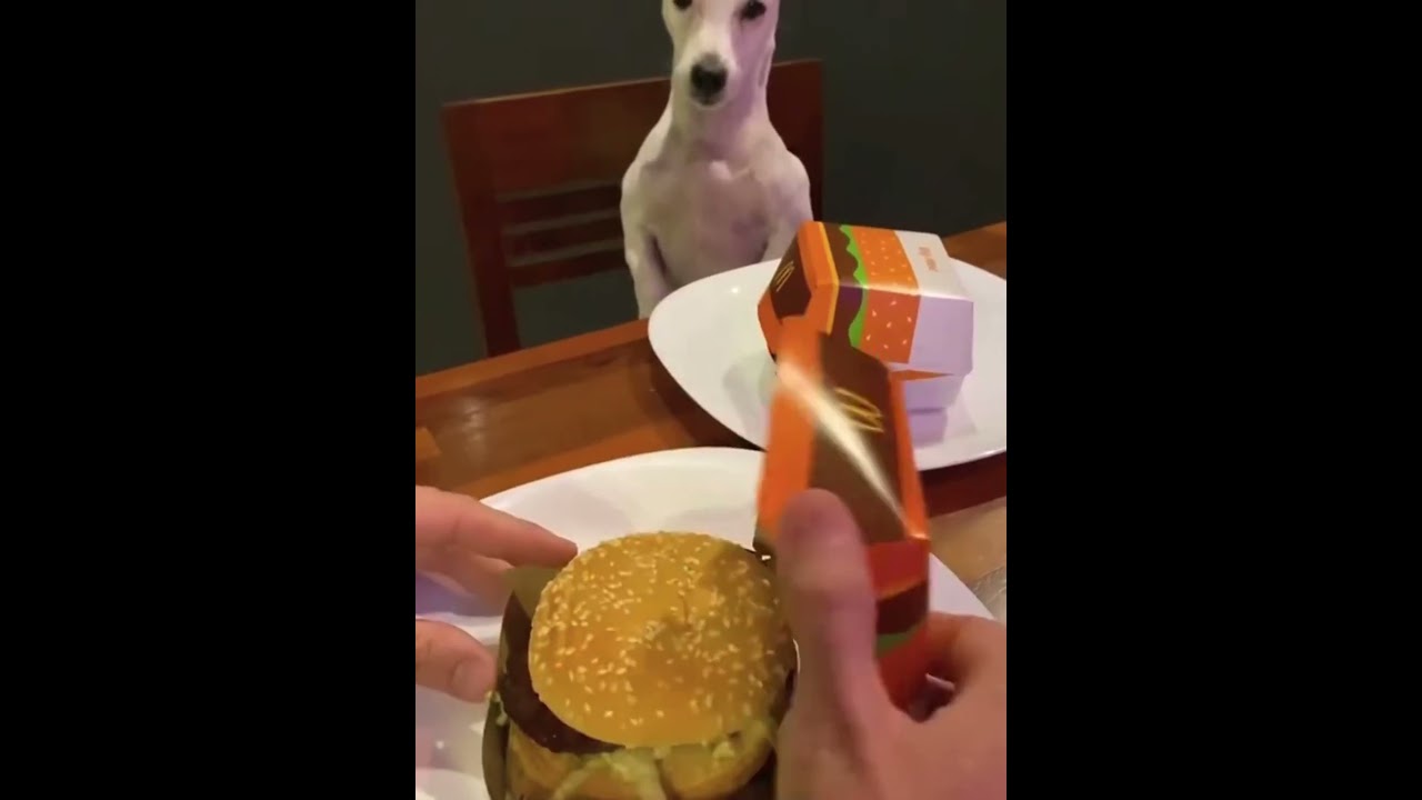 #dog #funnydo #funnydogs