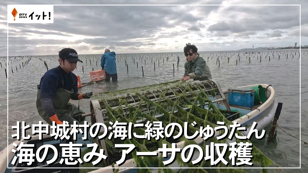 海の恵み アーサの収穫　北中城村の海に緑のじゅうたん（沖縄テレビ）2026/03/05