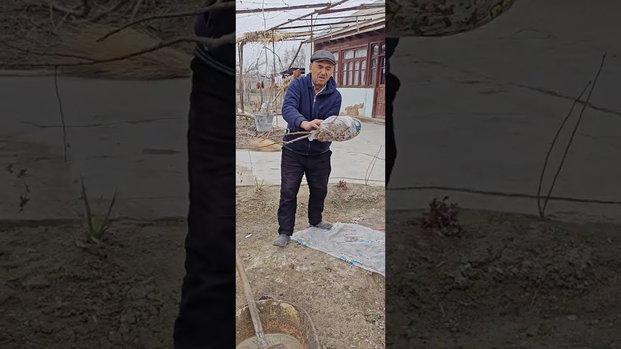 Олмасимон бехи ва бошка кучатлар сотувда. ШОШИЛИНГ ЭКИШГА.