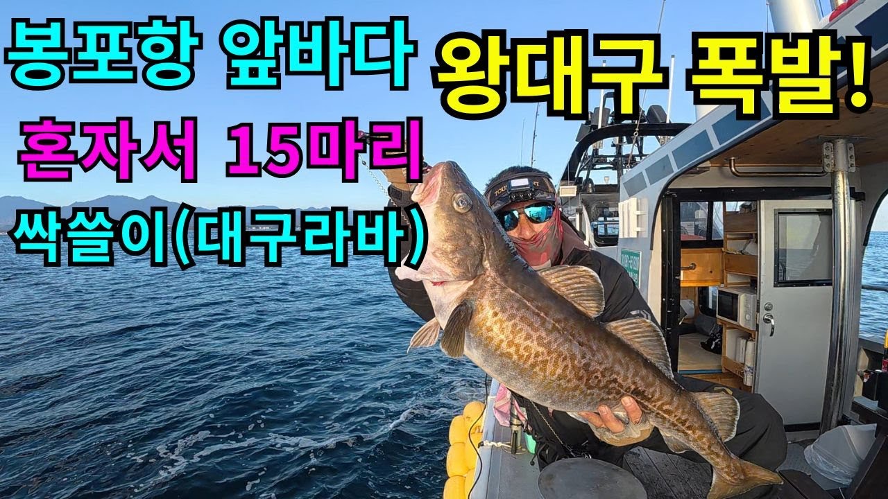 대구라바(혼자서 돼지대구 15마리?! 봉포 앞바다 완전 터졌다)#FISHING#대구라바#대구낚시