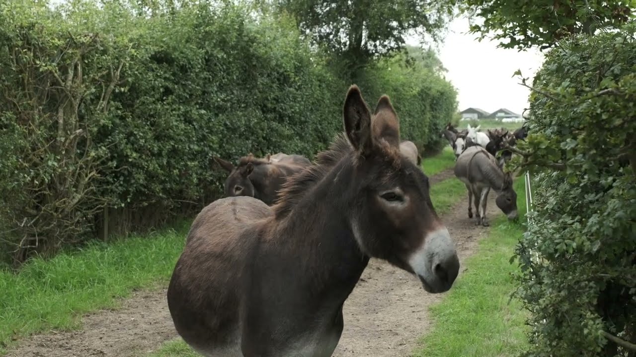 Open Days at Hillside Farm Animal Sanctuary at St Olaves in Norfolk