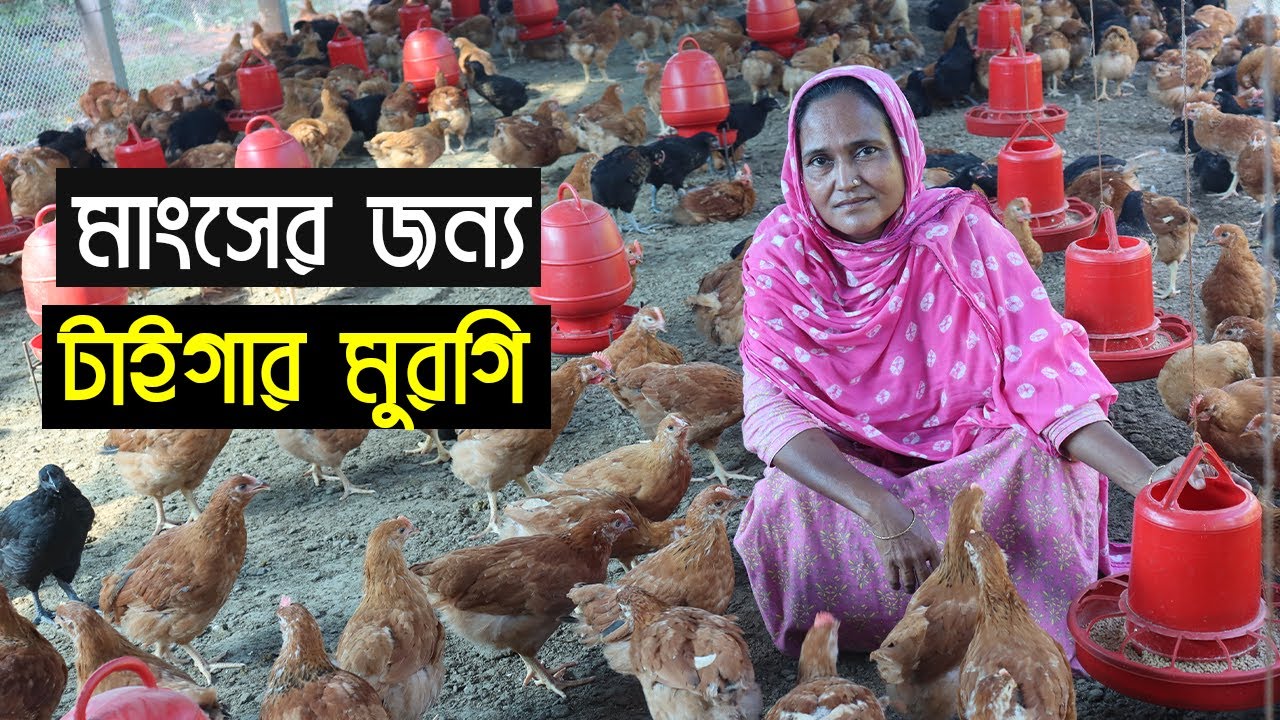 মাংসের জন্য ১৬০০ পিছ টাইগার বিশাল বড় খামার।৩৩ দিনে ১ কেজি ওজন।Tiger morgi farming