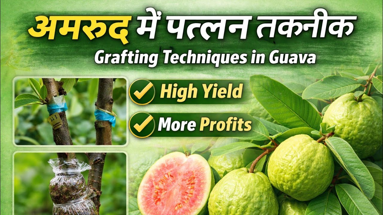 Guava Grafting Guide: Best Techniques for High Yield | Step-by-Step Guava Grafting Tutorial 2025