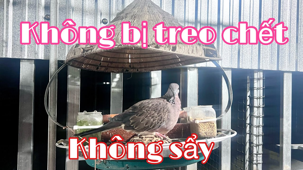 Chia sẻ kinh nghiệm thuần chim cu gáy khi nuôi lồng trần, tránh rủi ro cho chim. Anh bảy thép