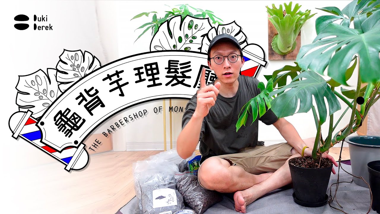龜背芋理髮廳，來幫龜背芋剪去三千煩惱絲！鹿角蕨近況更新外，新手居家植栽紀錄分享，切葉、換盆一次攏總來！