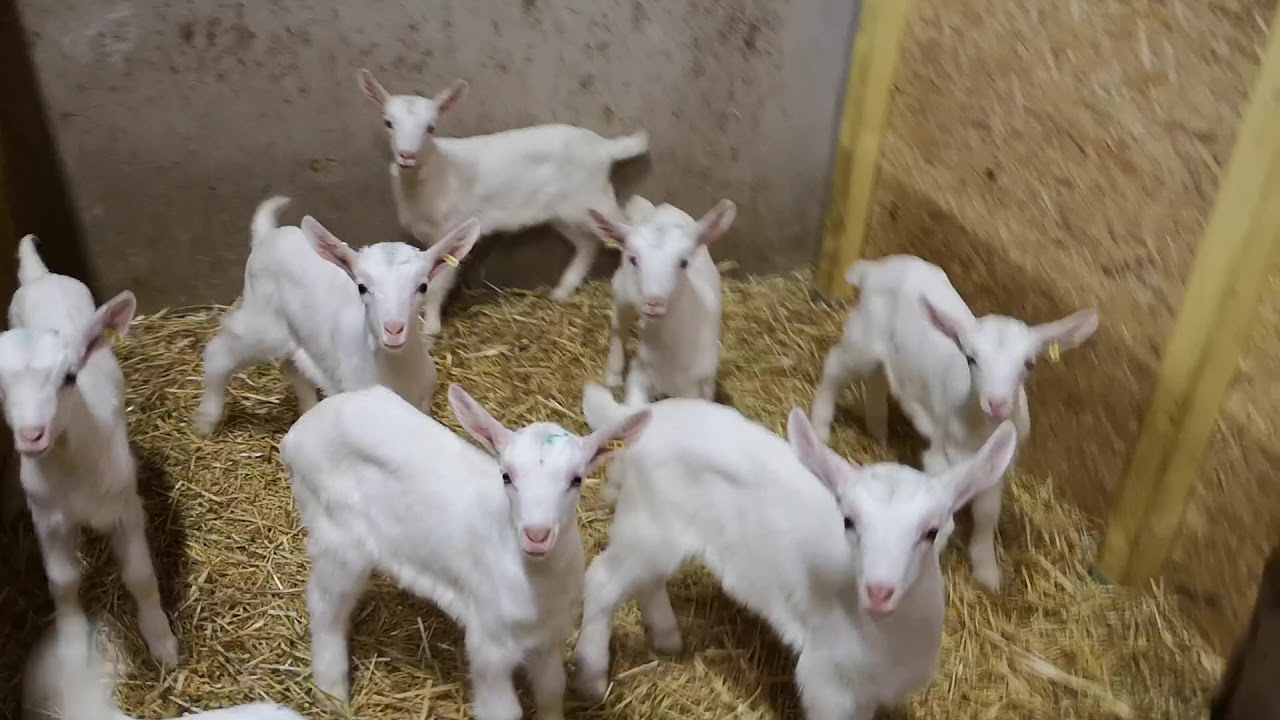 عملية إطعام صغير الماعز لإعداد للبيع للتسمين