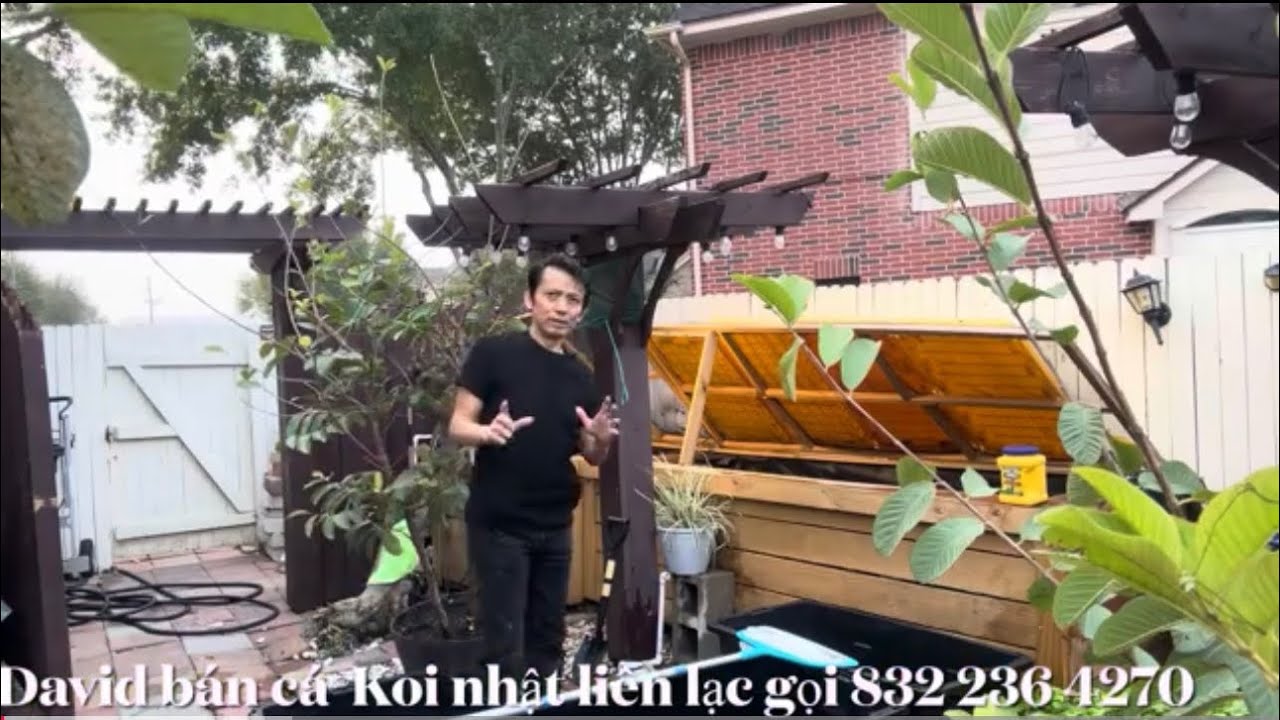 David Trần nuôi bán cá Koi nhật  liên lạc 832 236 4270