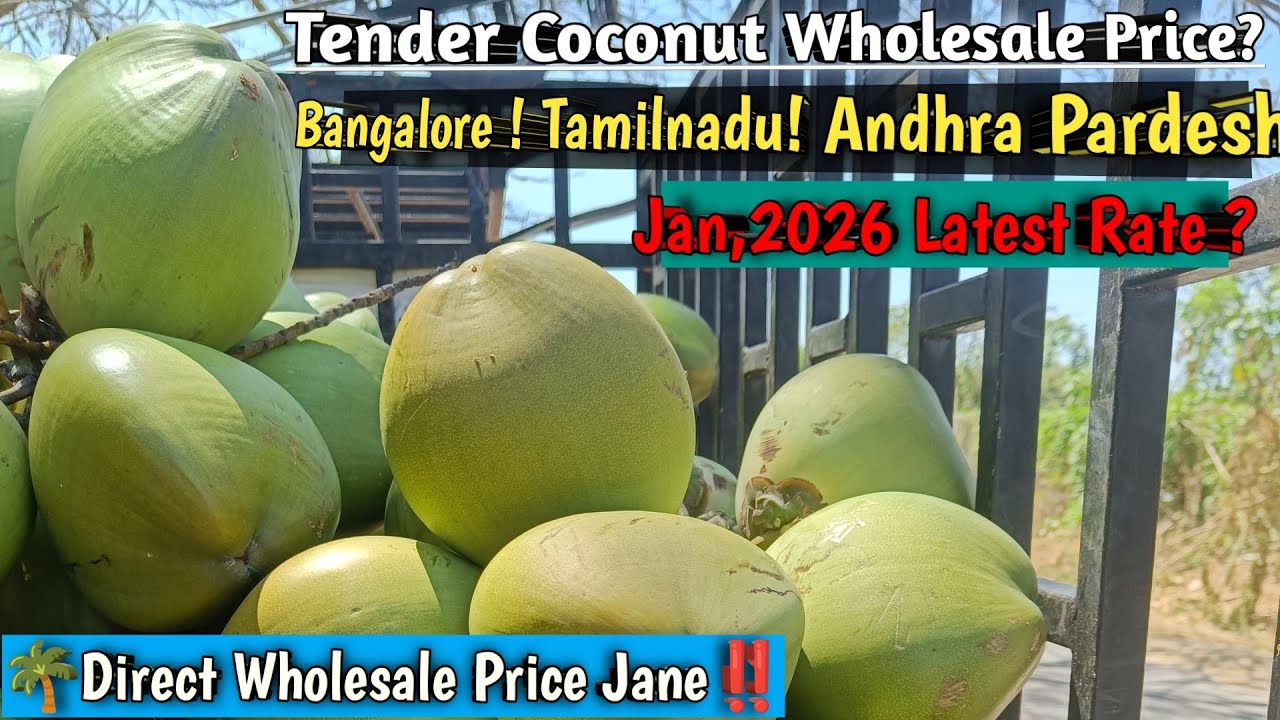 Tender Coconut 🌴 Wholesale Price ? 2026 Latest Coconut Rate In India#vickyagro#coconutwater#viral