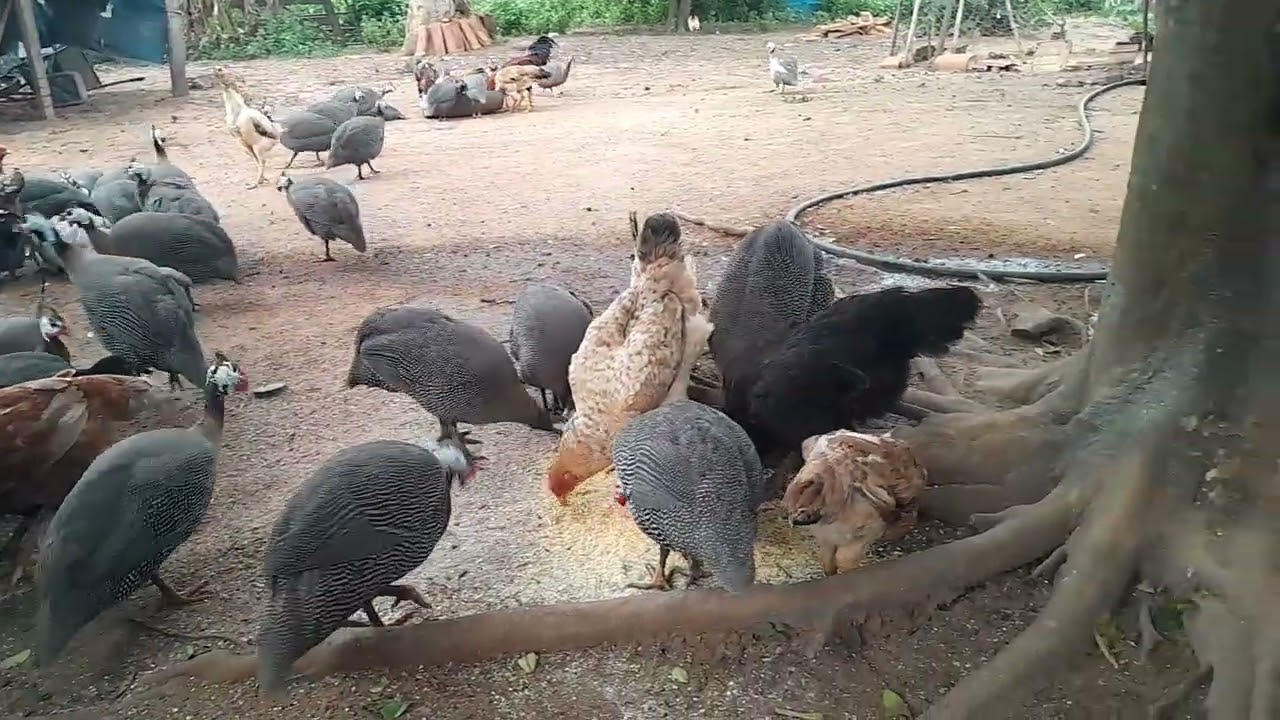 #olha só que tarde abençoada as Angola#🐔🐔🐔🐔👏👏👏👏👏🙏🙏🙏🙏🙏