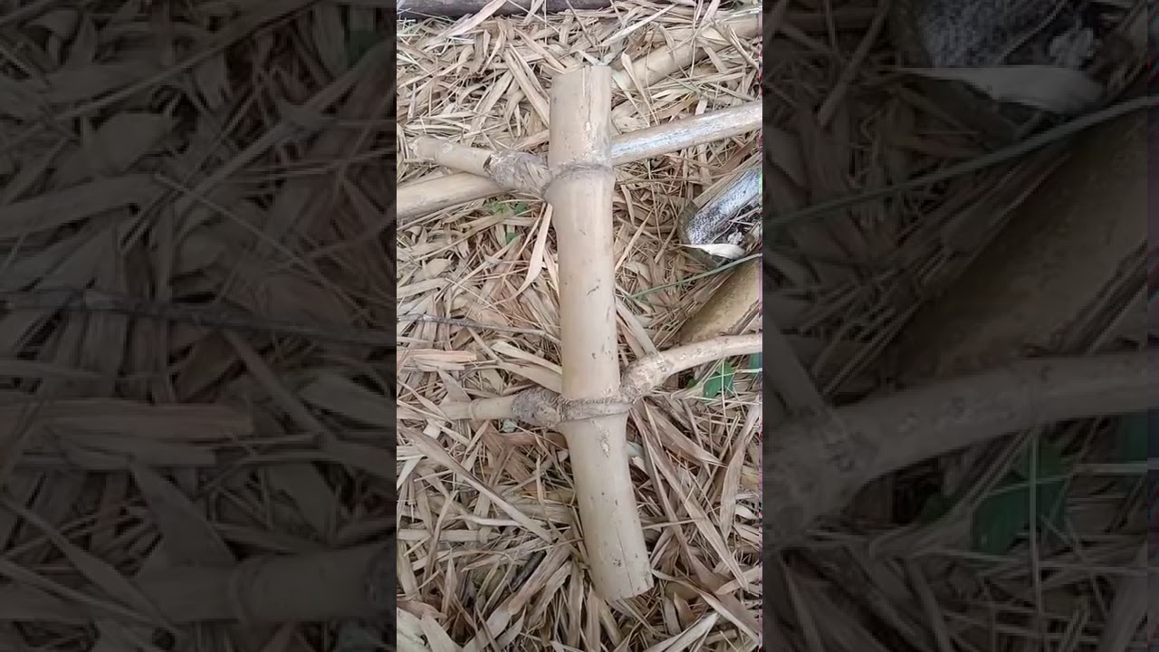 BAMBU PETUK PATIL LELE ASLI..!!!