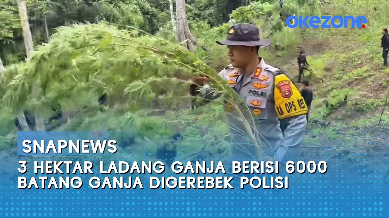 Ladang Ganja Raksasa 3 Hektar Dibongkar, 6.000 Batang Digrebek Polisi