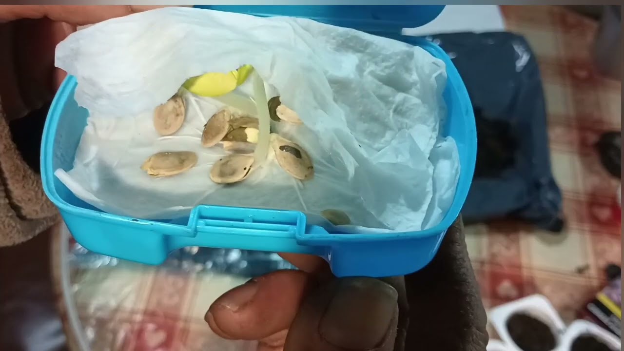 🍅🍆🌶️COMO GERMINAR SEMILLAS PARA TÚ HUERTO EN CIUDAD O CAMPO.🌱🍅🌶️🍆