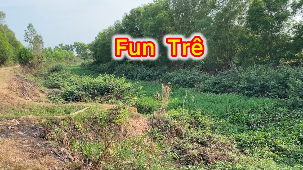 Săn Cá Trê Vàng Tại Vĩnh Hưng Long An | Buổi Câu Cá Trúng Mánh