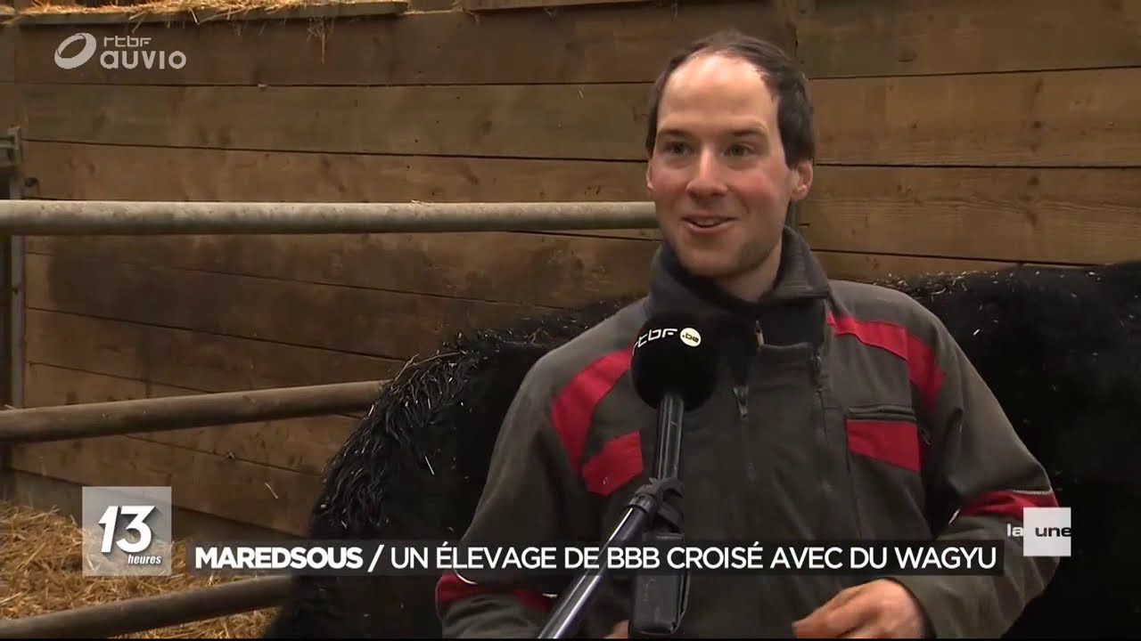 Wagyu & Blanc Bleu Belge chez Vachement Ferme à Maredsous