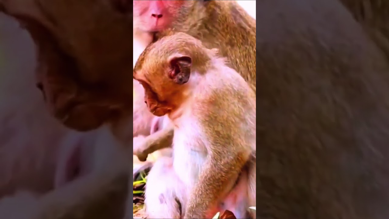 SweetPea Wants Milk But Was Rejected 