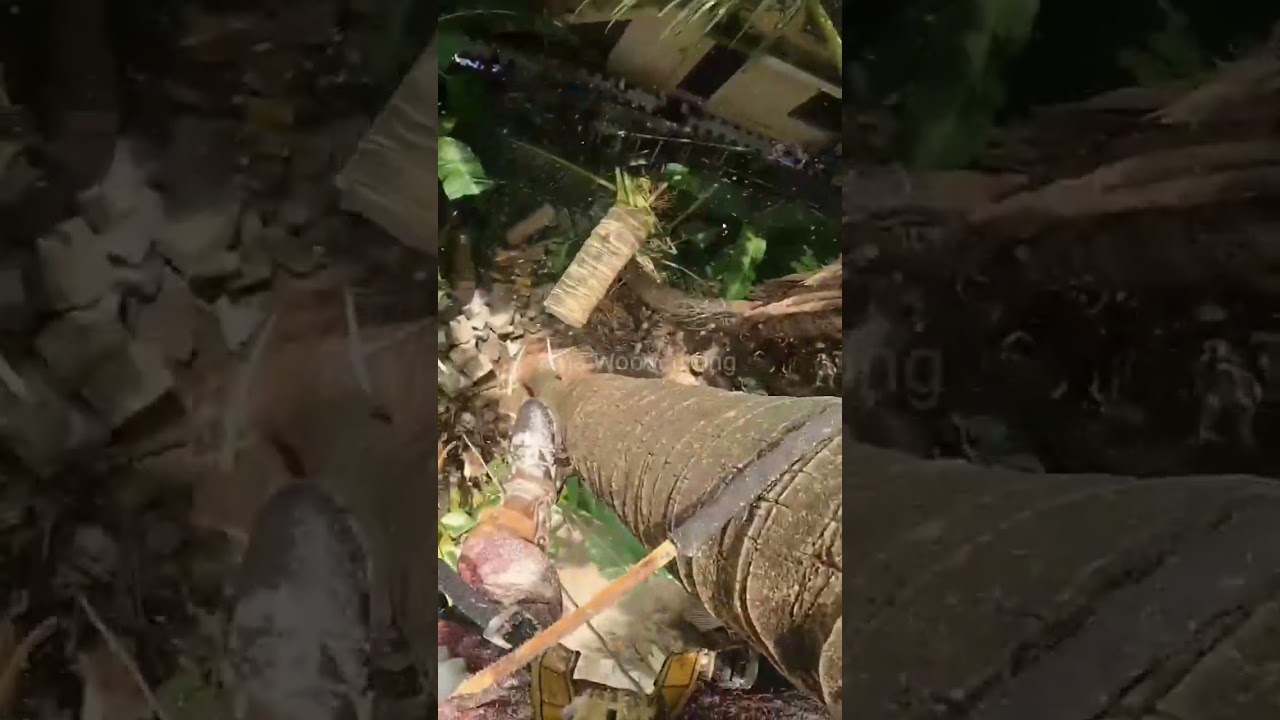 Coconut Tree 🌴 Cutting / Raja Woodcutting 🤩