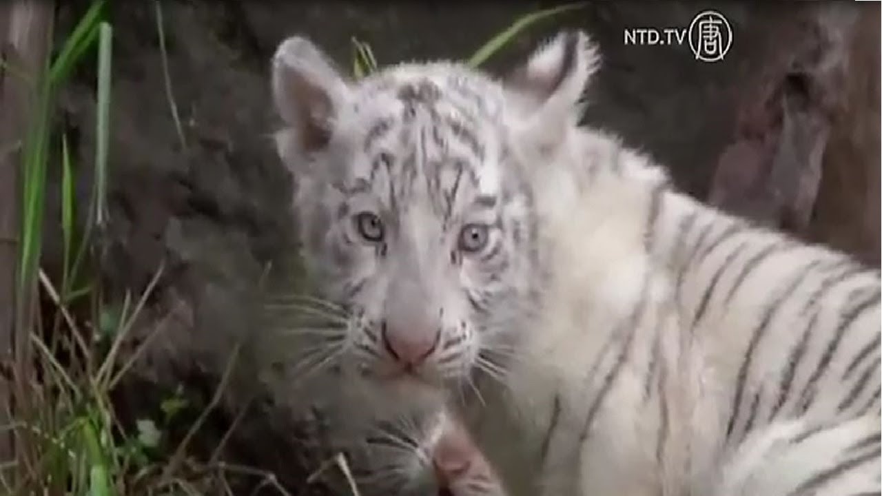 Rare White Bengal Tiger Cubs in Buenos Aires