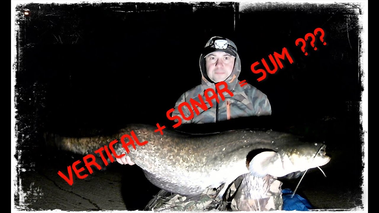 Sumy na vertical. Sumy na echosondzie / Catfish on the vertical. Catfish on the sonar.