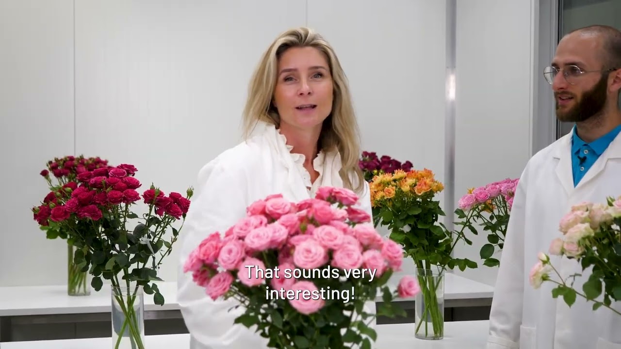 World of Spray Roses Interplant