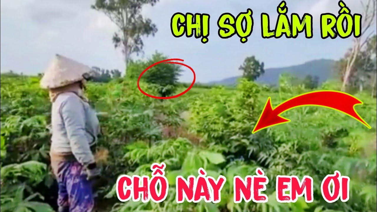 Hai cô gái miền tây gặp chuyện rùng mình giữa cảnh đồng mì lúc chiều tàn