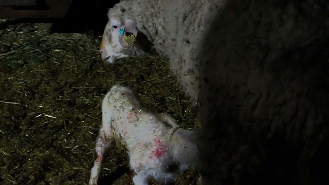 19 Şubat 2026#koyun #köydeyasa #homesheephom #merinos#kangal #öneçıkar #lambing#lambingseason #sheep