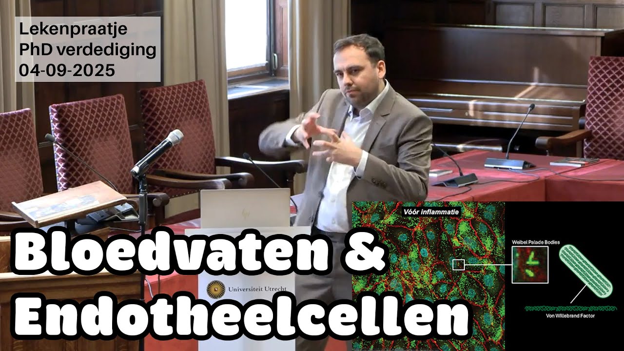 Endotheelcellen - Lekenpraatje PhD verdediging [Dutch]