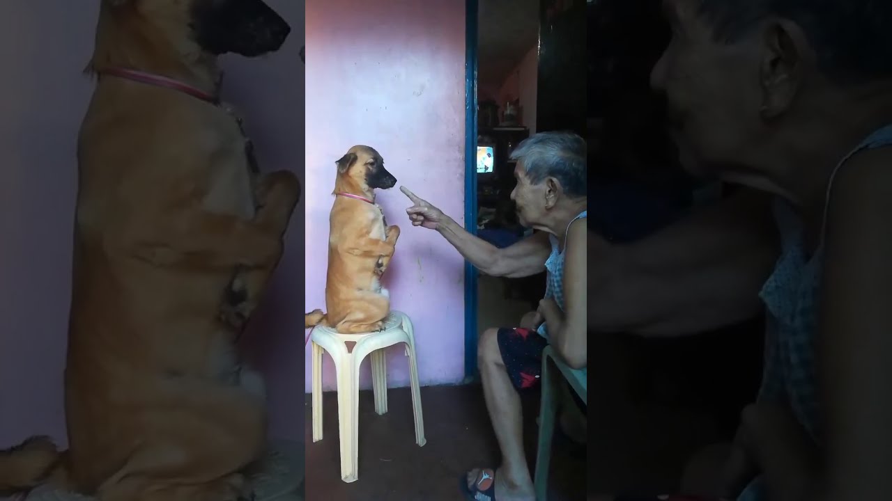 VIRAL SA FACEBOOK: Ang pasaway na aso, pinagalitan ni Lola!