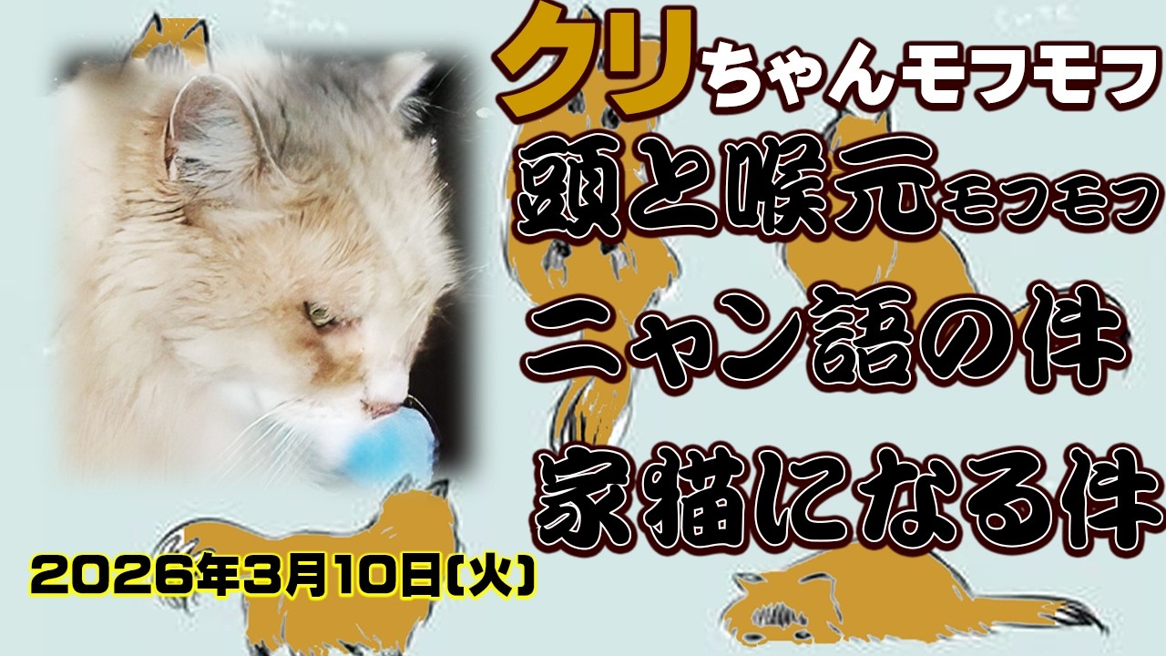 【外猫クリちゃん頭と喉元モフモフ】ニャンニャン語の件　家猫になる件