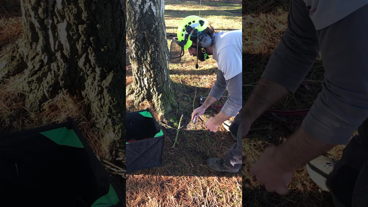 Arborist Installing ART Ropeguide from ground with throwline