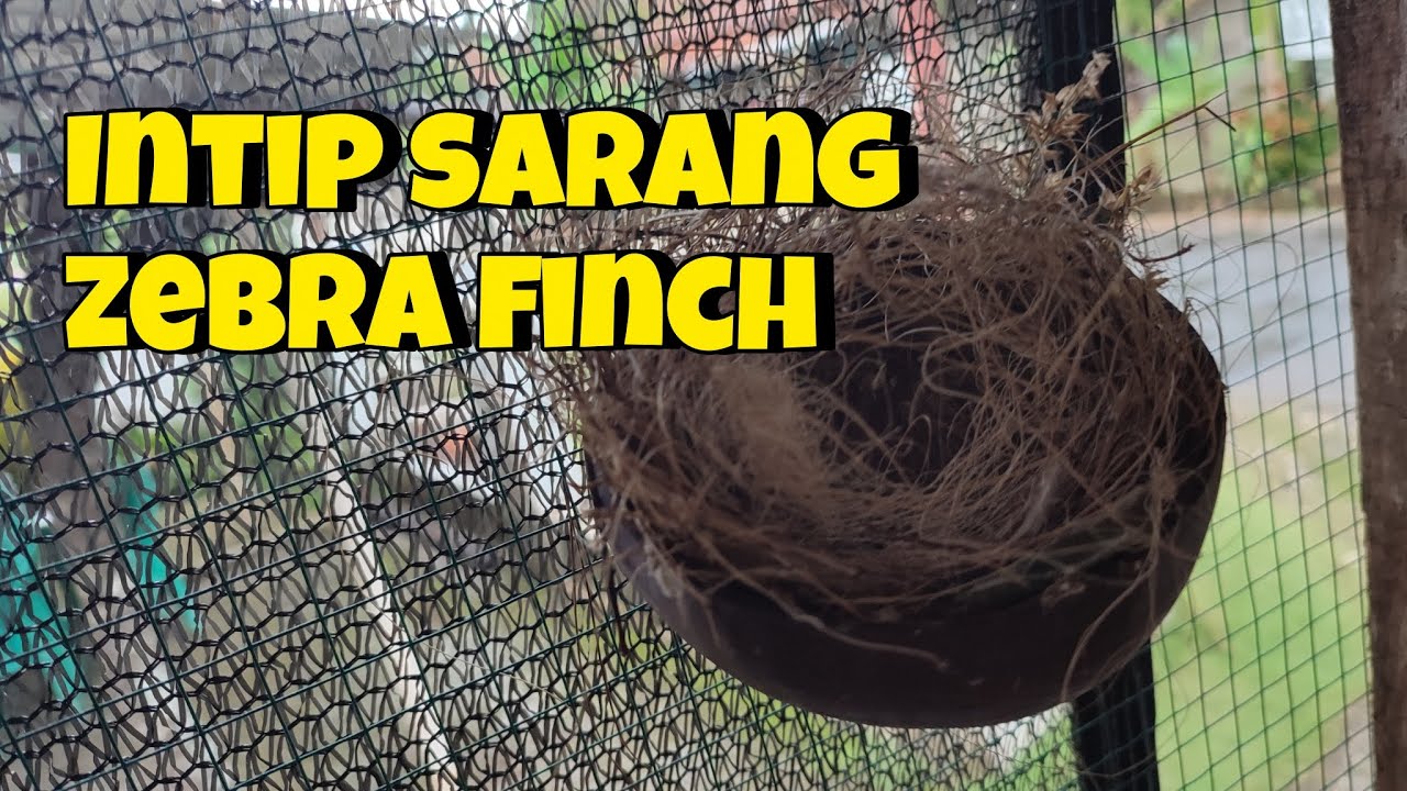 ZEBRA FINCH BERSARANG!!! AAPKAHBADA TELURNYA?