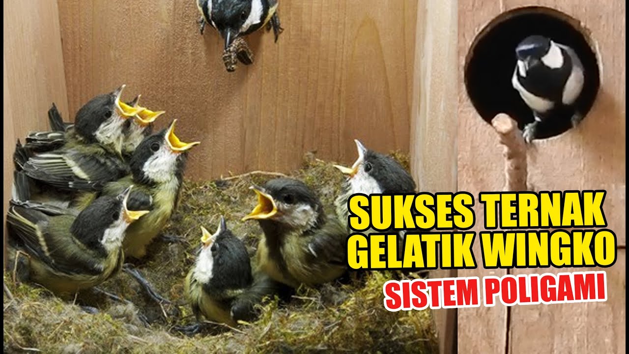 SUKSES TERNAK BURUNG GELATIK WINGKO SISTEM POLIGAMI - DARI H4RGA 50RB KINI JADI 500RB