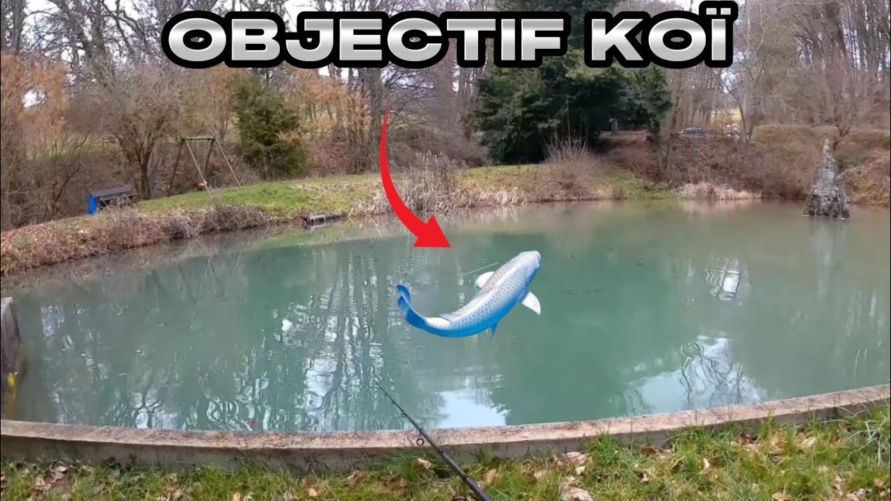 //OBJECTIF KOÏ// Pêche en SURFACE au pain dans cette marre ! Une question de DISCRÉTION !